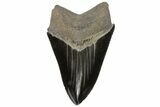 Black, Serrated, Fossil Megalodon Tooth - Georgia #74609-2